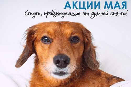 Весенние скидки в «Доктор Вет» - делаем май еще теплее